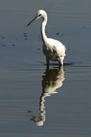 Little egret Bassin d'Arcachon